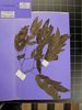 Herbarium sample